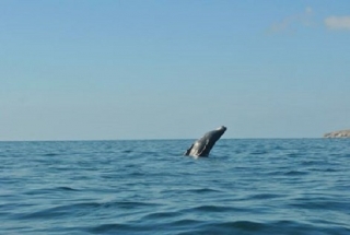 Avistamiento de ballena